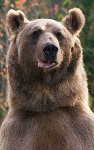 медведь Степа